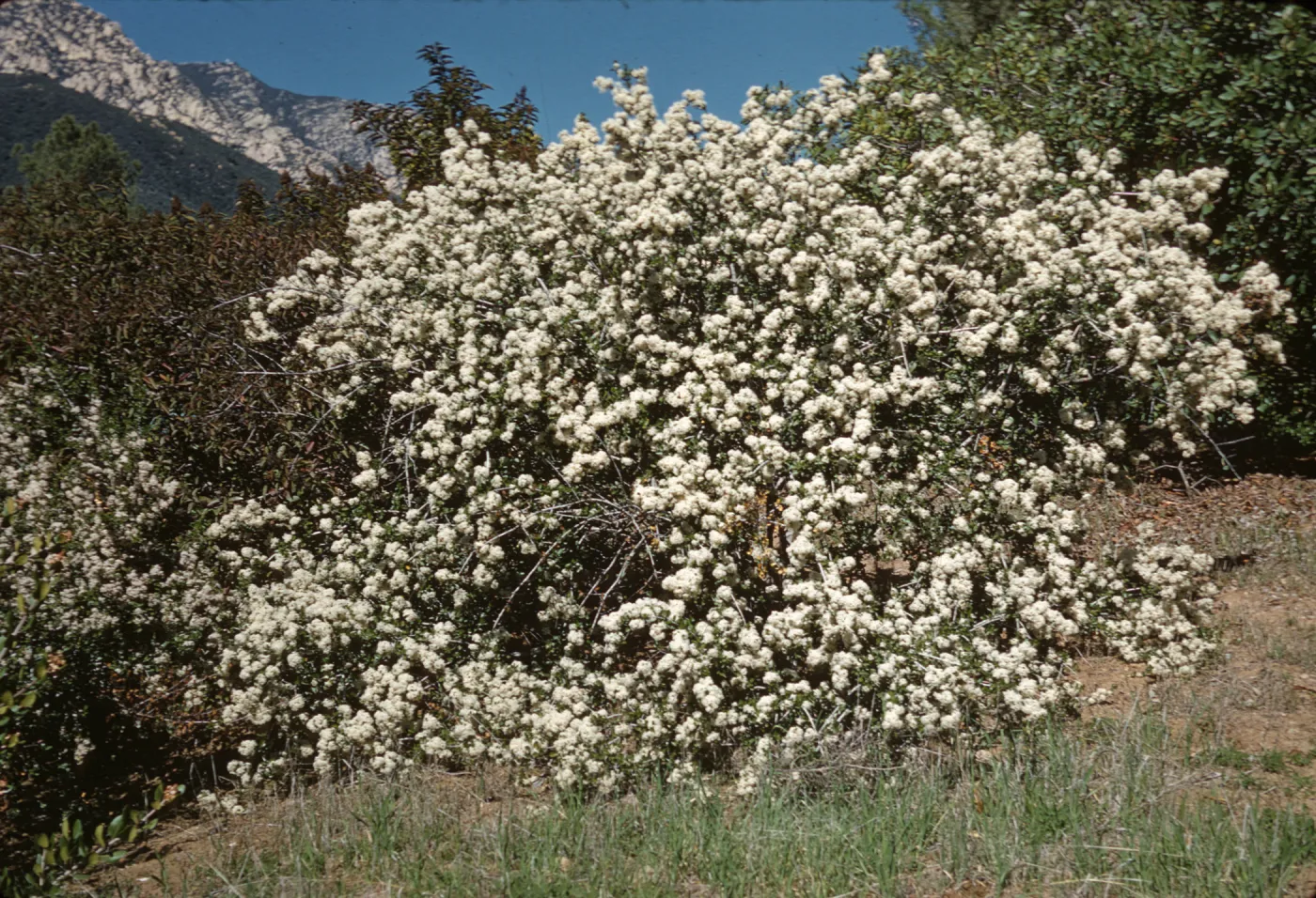 A large bush heavily laden with clusters of white flowers grows among other large bushes. Sharp, white mountains partially covered in deep green forests are visible in the background.  