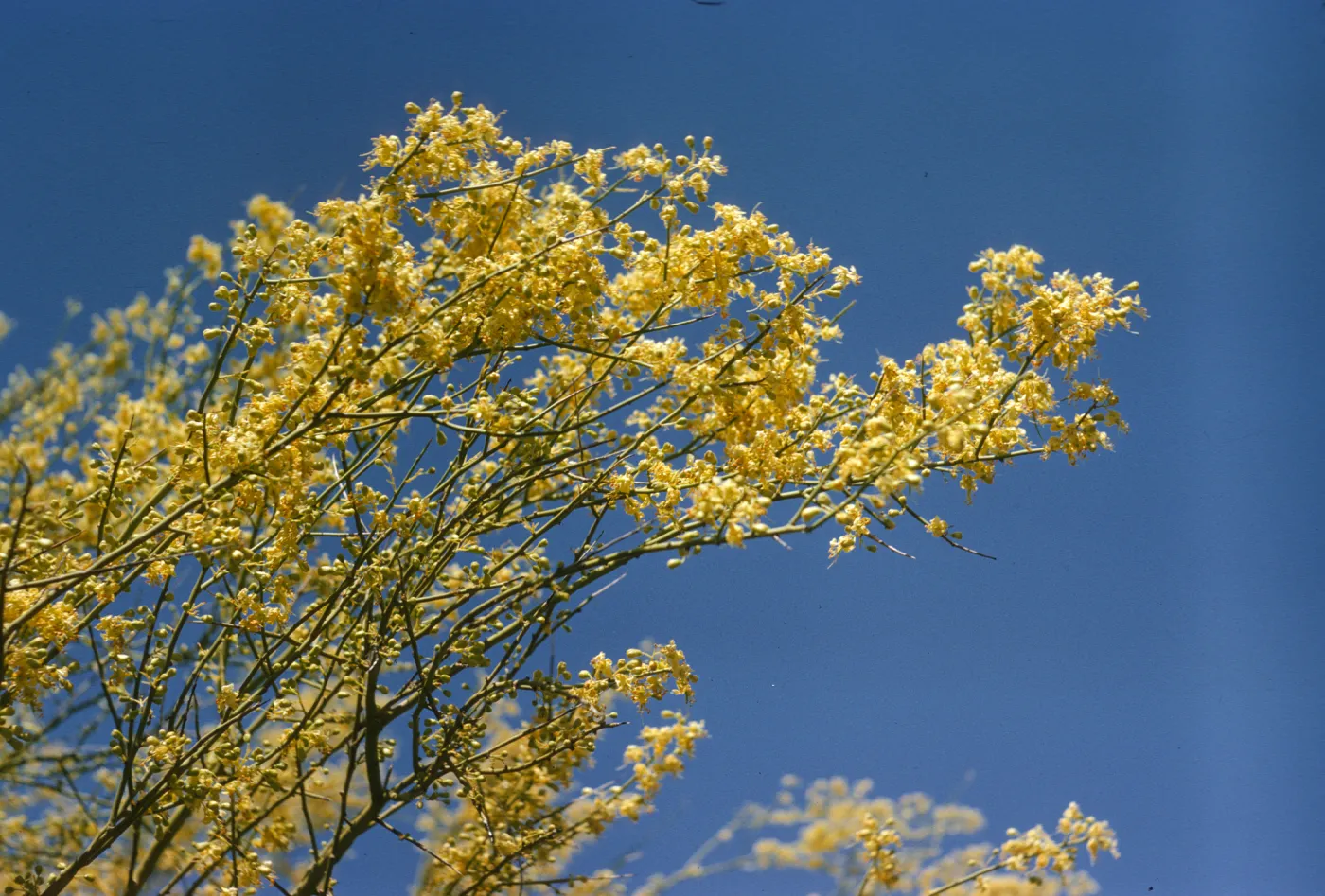 Narrow, green-stemmed branches laden with many yellow flowers against a bright blue sky.