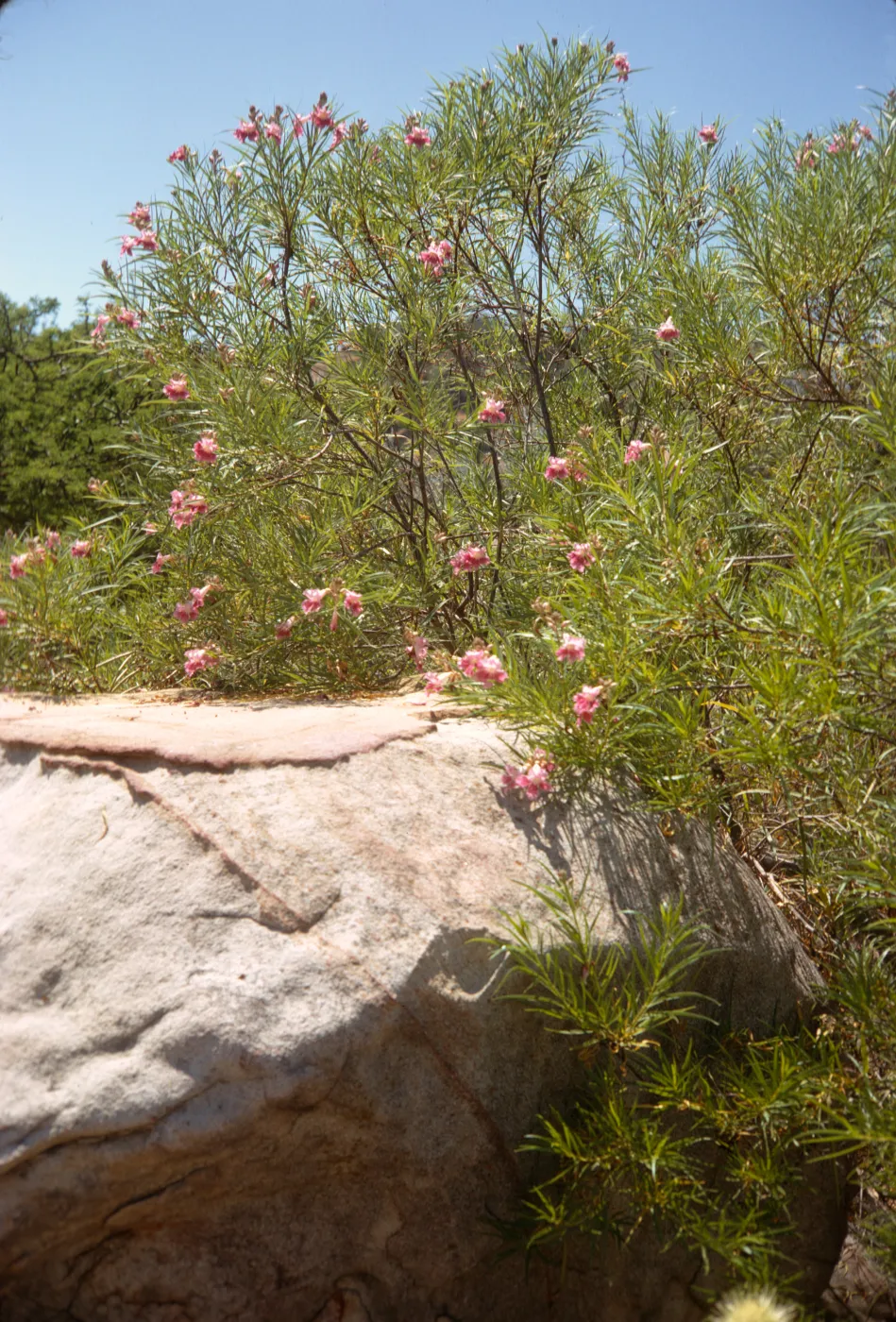 A bush of long branches with long, narrow leaves and pink flowers grow behind and around a large, tan boulder. 