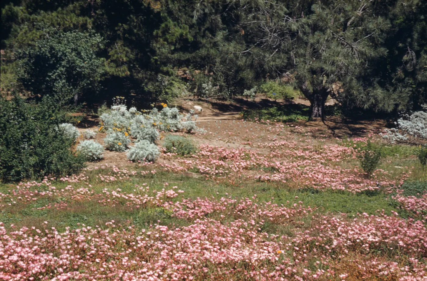 A meadow covered with many clusters of pink flowers and dotted with snowy-green bushes with yellow flowers. A dirt path runs in the background behind the meadow at the edge of a forest. 