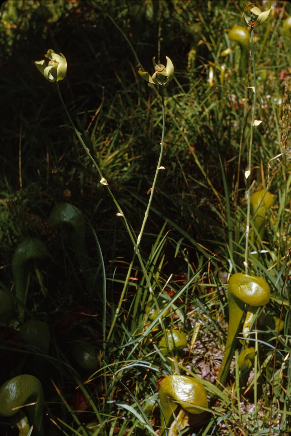 Several green, glossy, pitcher shaped leaves grow among narrow grasses. Two green seeds in the middle of curling, green leaves grow on tall stems high above the other grasses.