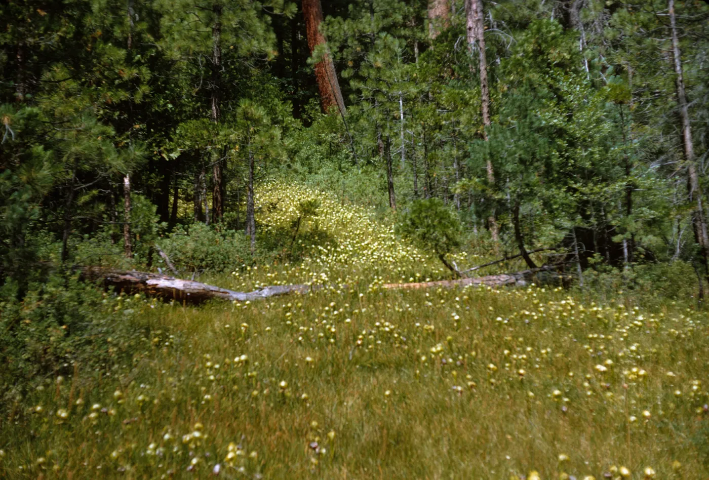 A fallen tree crosses a clearing in a evergreen forest. Bright green grasses and the glossy, rounded tops of many pitcher-shaped plants coat the entirity of the clearing. 