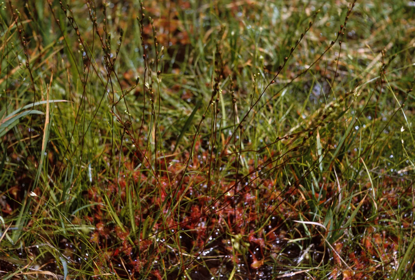 Clusters of plants with flat, round leaves covered in tiny, red stems grow among grasses and dark-colored, wheat-like plants in muddy ground. 
