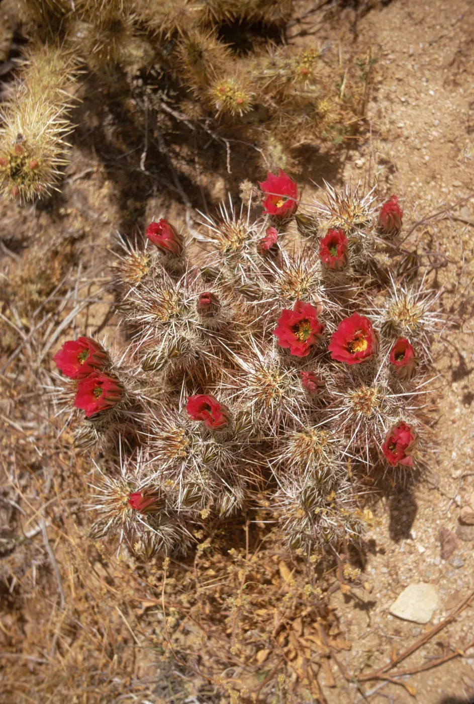 A multi-lobes cactus covered completely in long, white spines grows in arid ground. Several red are beginning to bloom from the plant. 