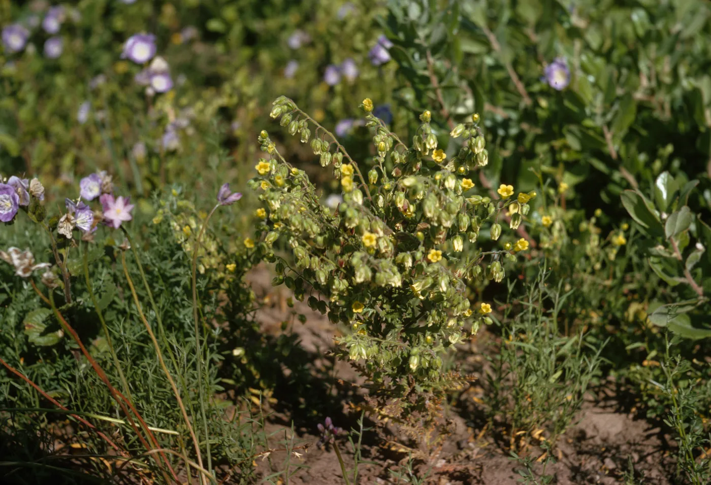 A plant consisting of a bundle of delicate stems laden with bell-like leaves that are beginning to bloom into yellow flowers. The plant grows among several lavender-colored flowers.