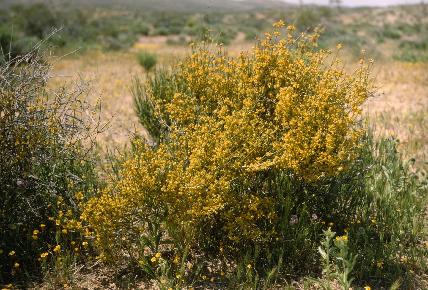 A bush of many upward-oriented stems covered in small yellow flowers grows in a field of brown grasses dotted with green bushes.