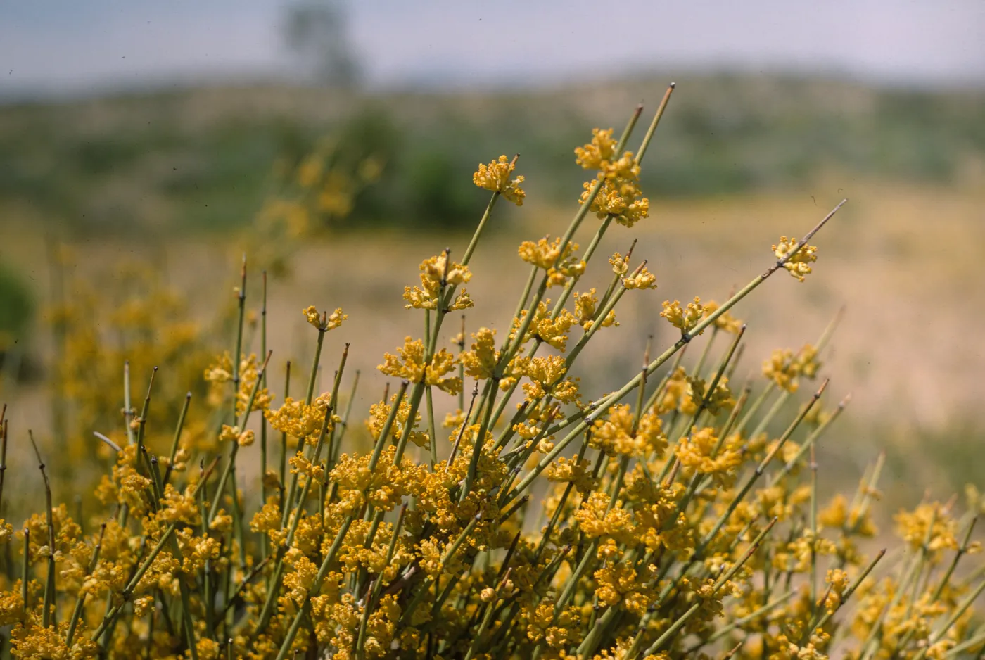 A cluster the terminal ends of many thin, light green stems covered in clusters of tiny yellow flowers at regular intervals along the stems. 