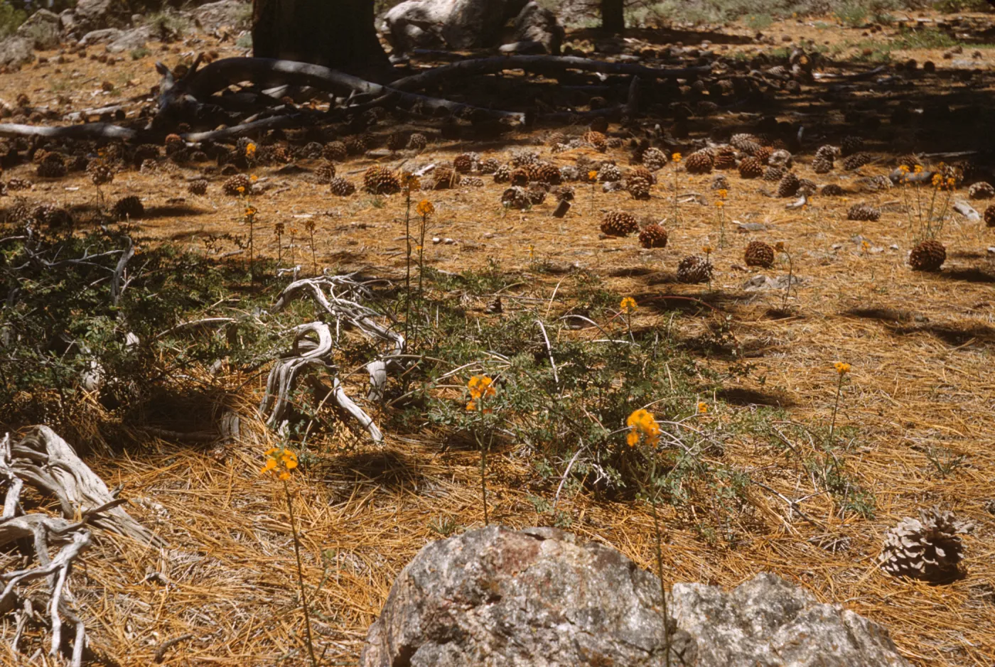Several scattered clusters of small orange flowers grow on tall, narrow stems in a clearing covered in dry, brown pine needles and scattered with numerous pine cones and several large tree limbs. 