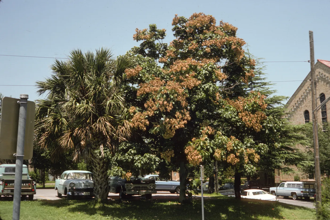 Two large trees, one with a thick trunk, latticed bark, and long palm fronds and the other laden with large clusters of off-white flowers, grow next to a several old-model cars in a parking lot.