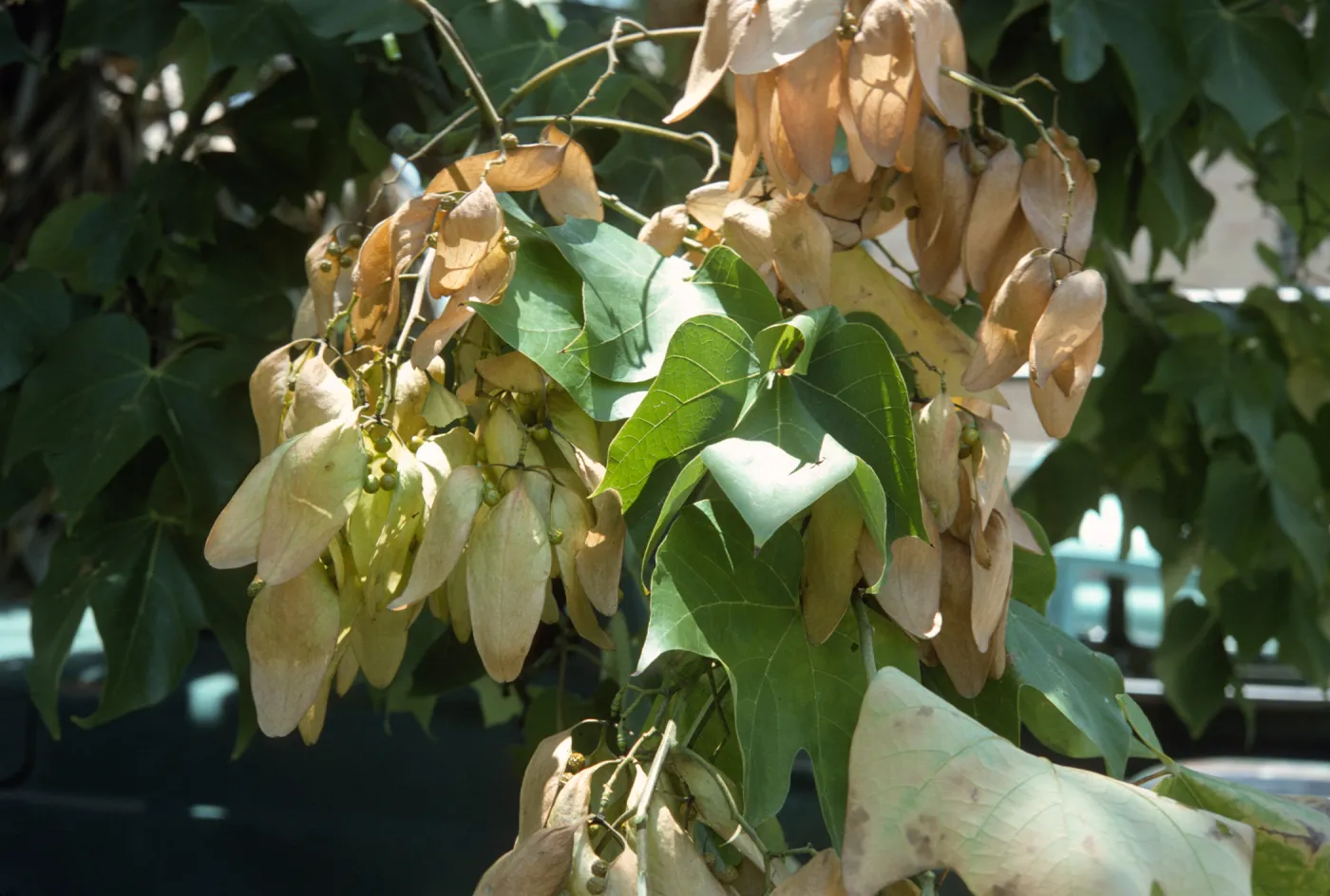 Bright sunlight shines on a cluster of palm-shaped, green leaves and off-white, papery, oval shaped flowers. Small, round, green seed grow among the petals.