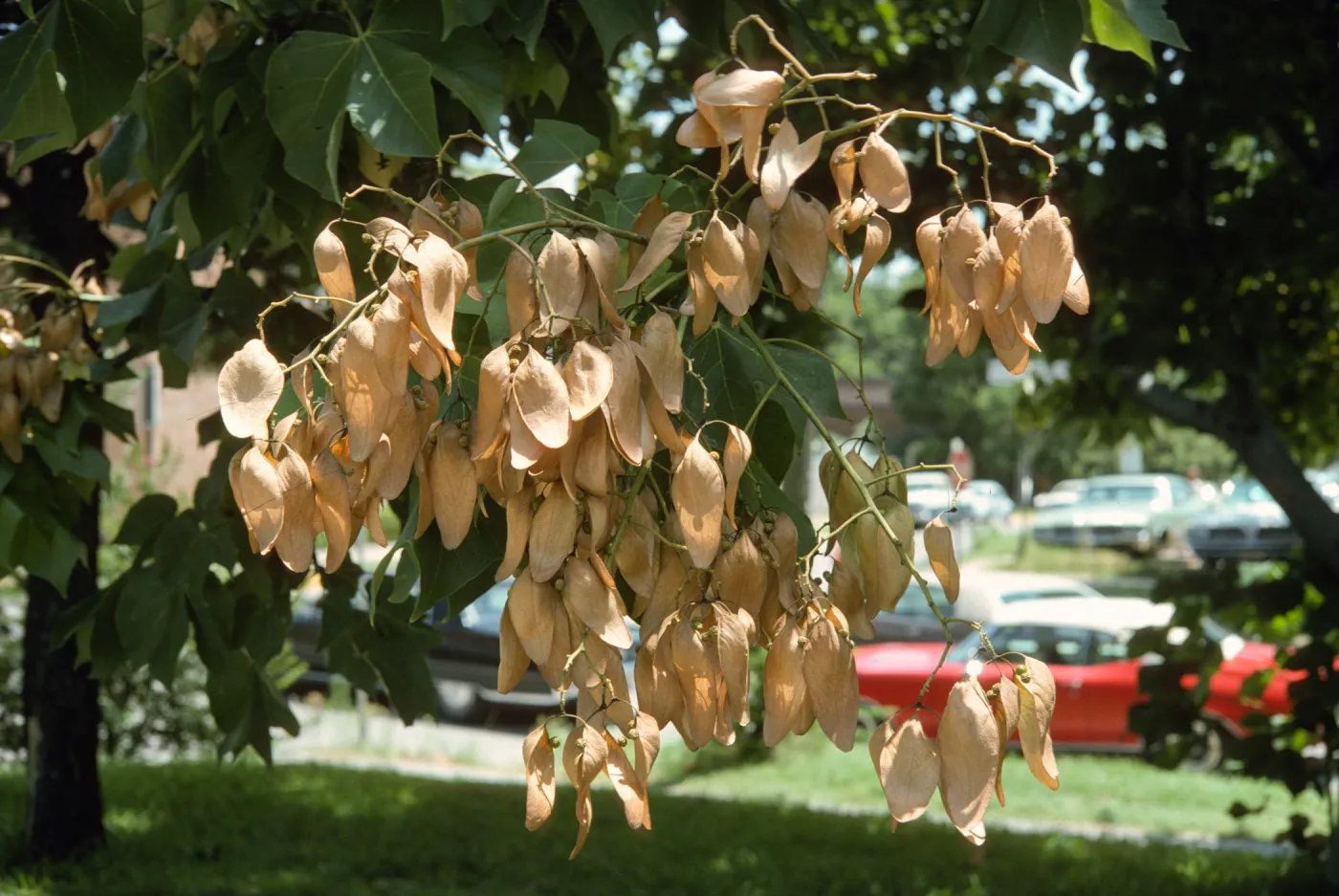 Bright sunlight shines on off-white, papery, oval shaped flowers that grow on the narrow end of a branch. Small, round, green seed grow among the petals and a cherry-red, old model car is visible in the background.