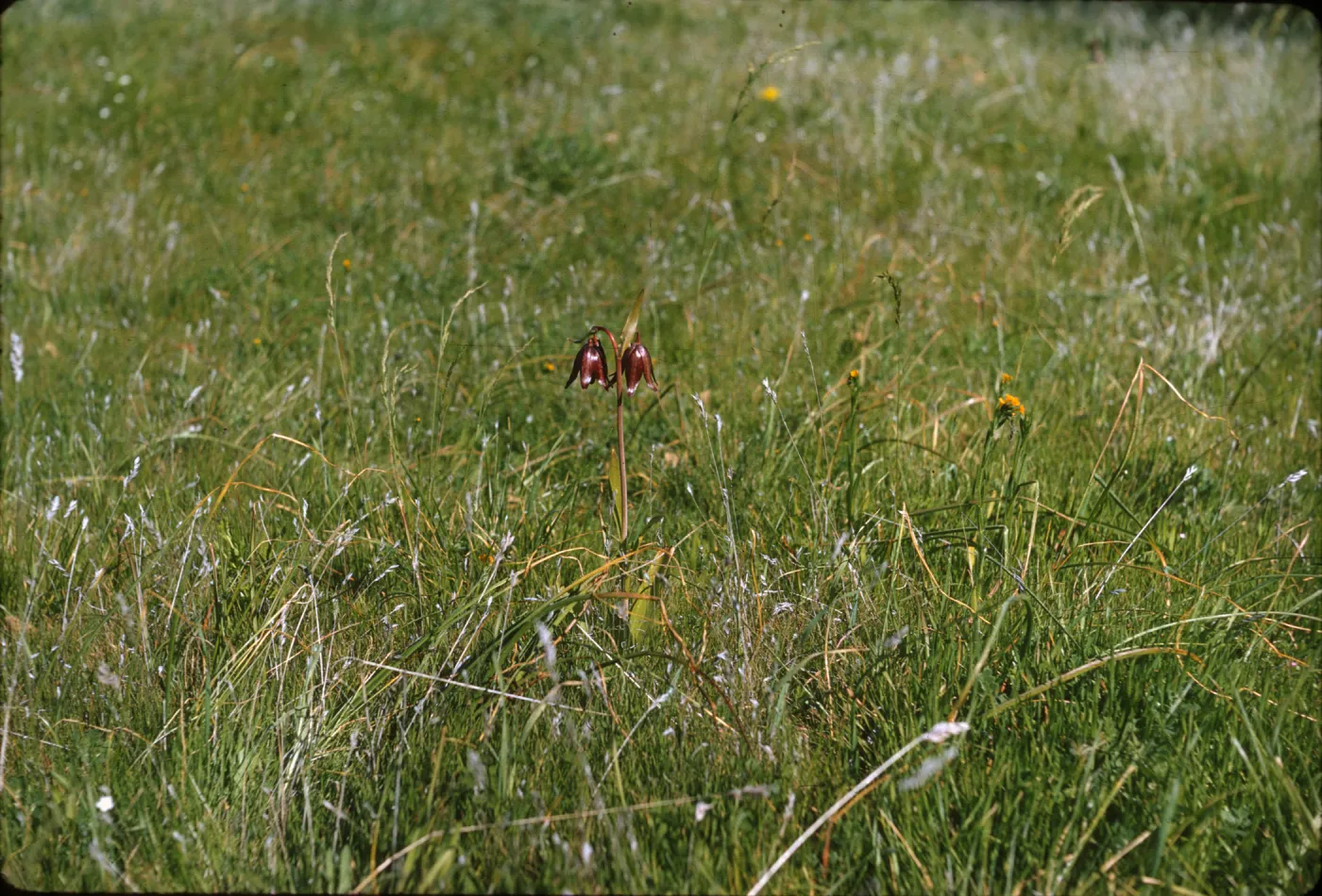 Two glossy, rusty-brown, narrow-petaled flowers hang, bell-like, from a single, short stem that grows in a field of grass. 