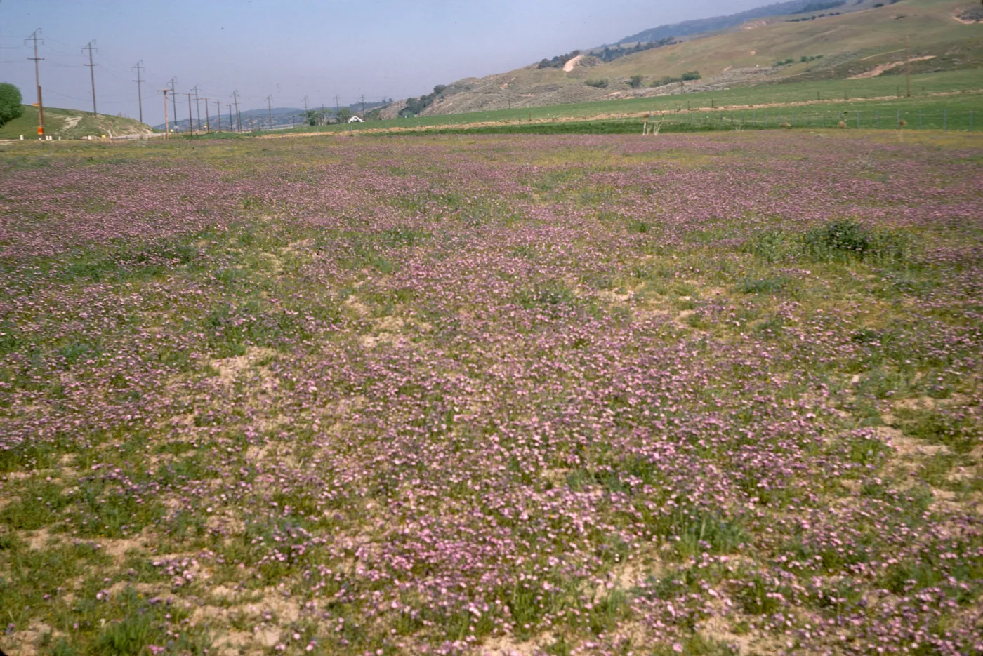 A field of short, purple flowers among green grasses. Power lines run between hills in the distance. 