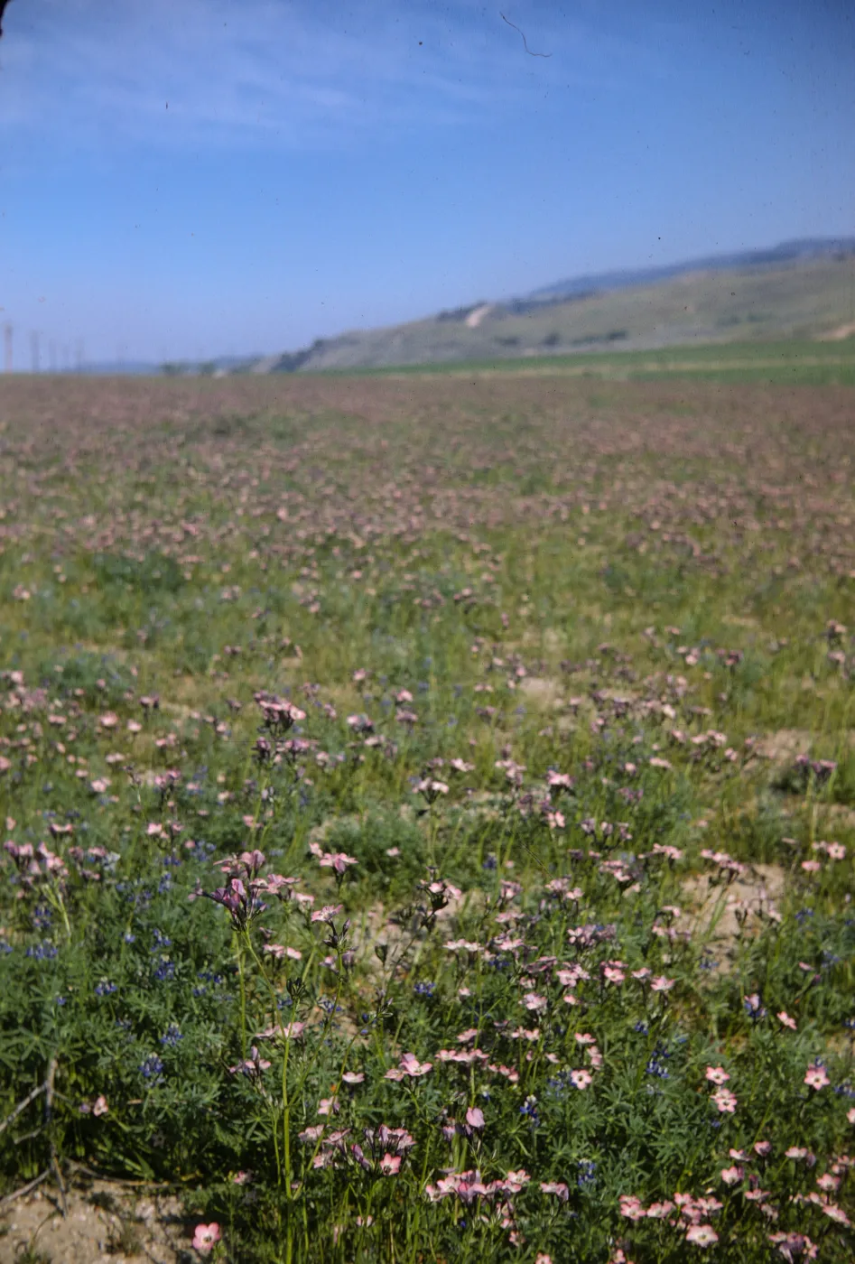 A field of green grasses intermixed with flowers with white centers fading to purple at the edges of the petals. Green grasses covers lumpy hills in the distance.
