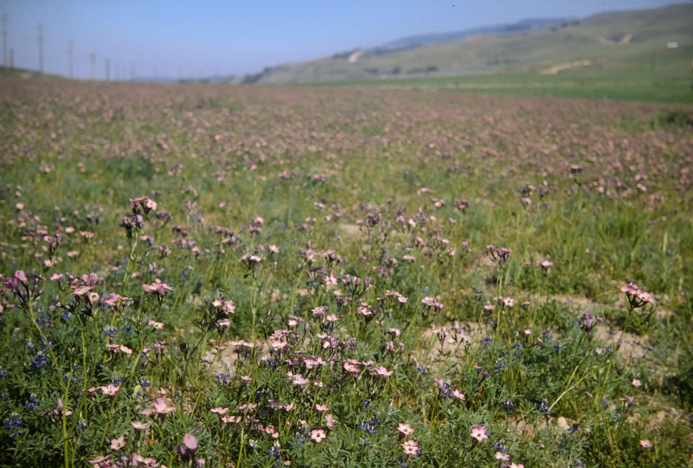 A field of green grasses intermixed with flowers with white centers fading to purple at the edges of the petals. Green grasses covers lumpy hills in the distance.