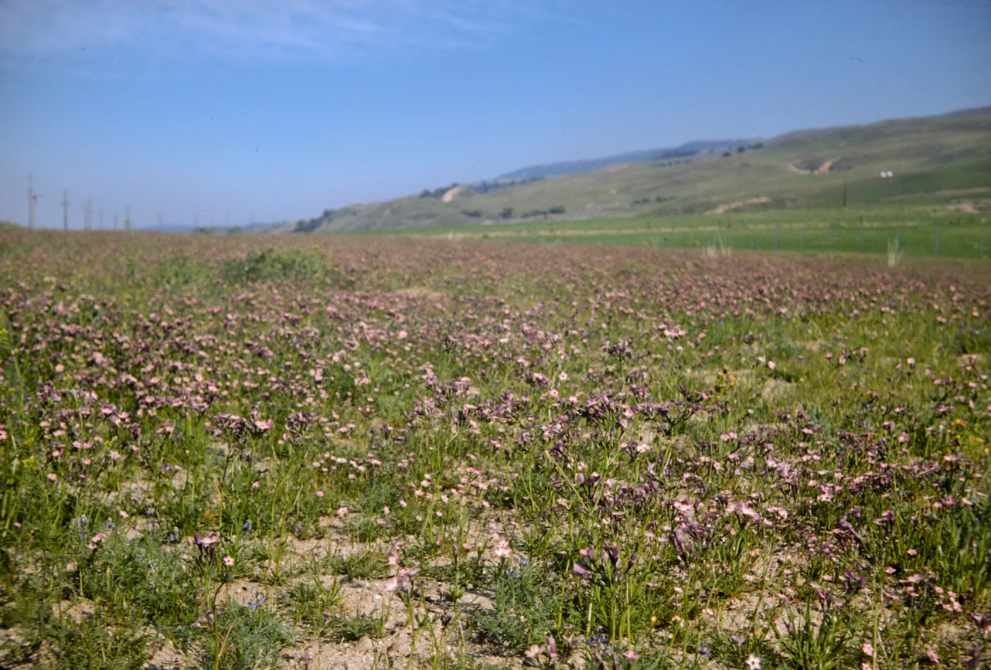 A field of green grasses intermixed with flowers with white centers fading to purple at the edges of the petals. Green grasses covers lumpy hills in the distance.