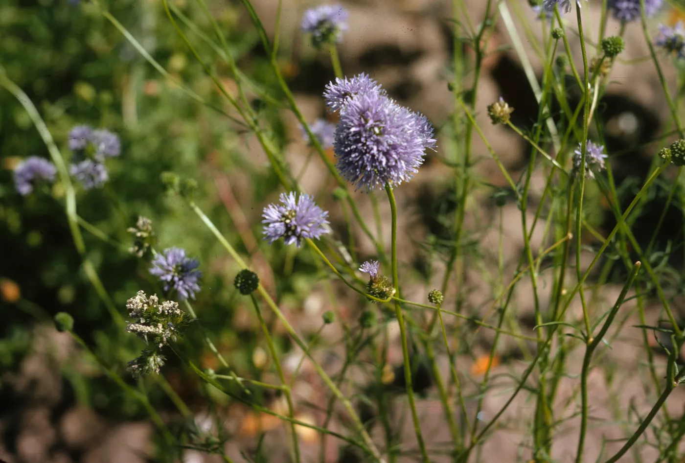 Flowers consisting of round clusters of minute, lavender-colored, burled petals grow on the ends of delicate, bright green stems.