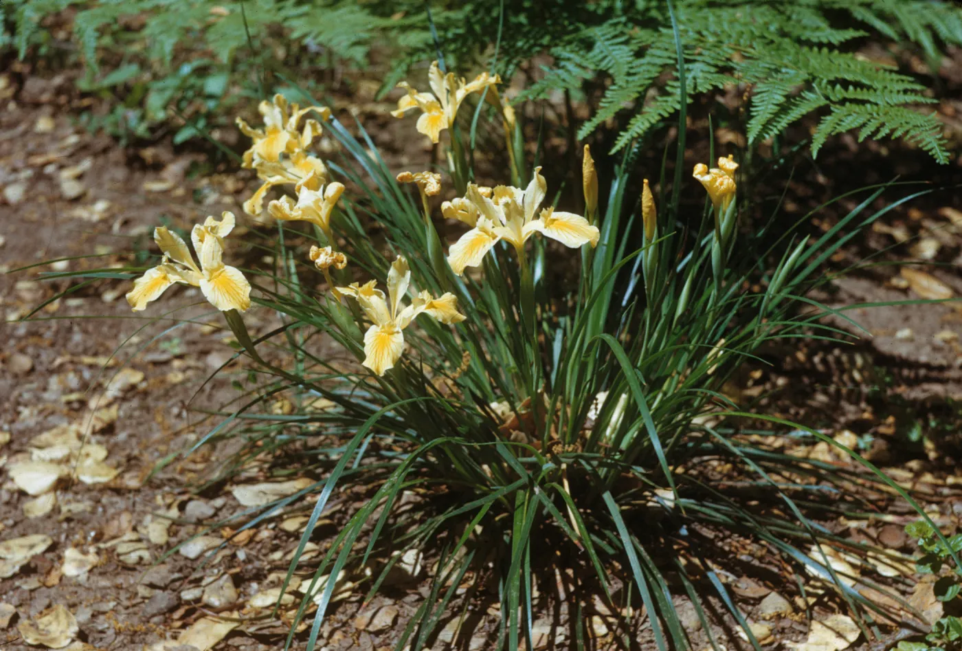 A plant, with long, narrow leaves and wrinkly, four-petaled, yellow flowers. The yellow color of the flowers is most vibrant in a stripe down the center of each long petal, fading toward the petal's edges.