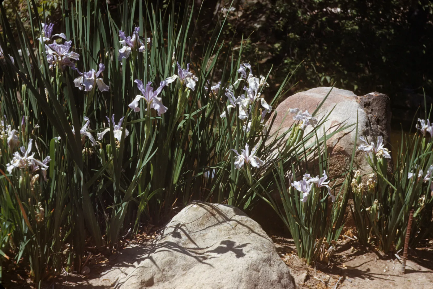 A group of plants with long, narrow, dark green leaves, and wrinkly, long-petaled, lavender-colored flowers grows among large stones at the edge of brown creek.