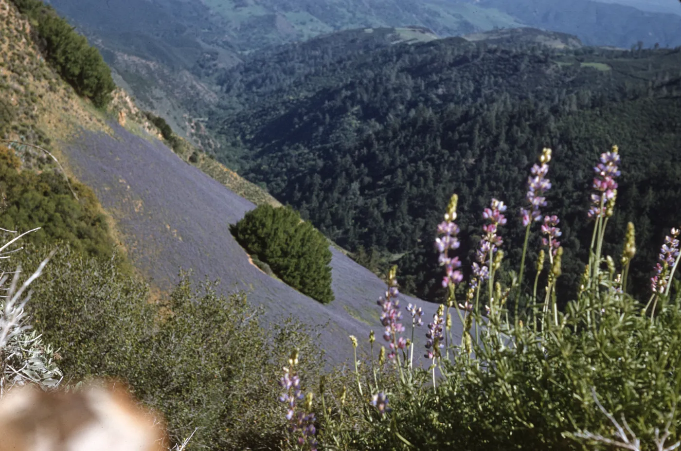 Several cone-shaped clusters of lavender-colored flowers grow out of a thick mass of green stems. In the background, a round cluster of evergreen trees grows in the center of a clearing of low grey plants on the mountainside. 