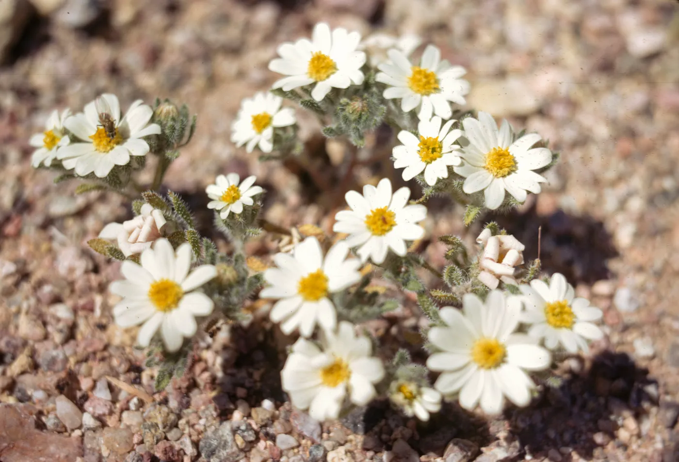 A cluster of small, daisy-like white flowers growing on prickly stems. A fly sits upon they yellow center of one of the flowers. 