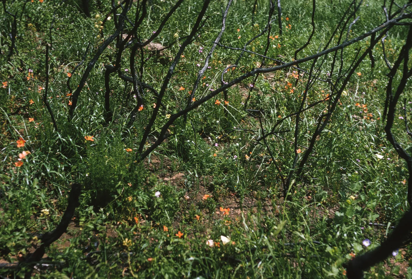 Five-petaled orange flowers are scattered field of vivid green grasses. Dark, glossy wood stems grow throughout the field.. 