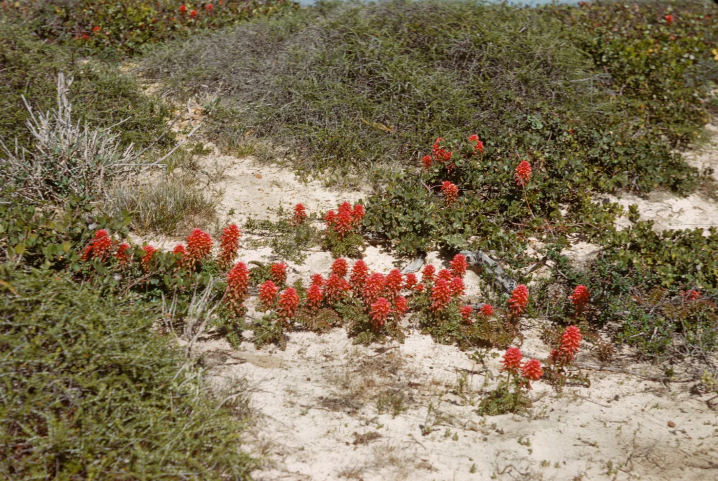 A rough line of red, conical flower clusters grow across a sandy gap between patches of dune grasses. 