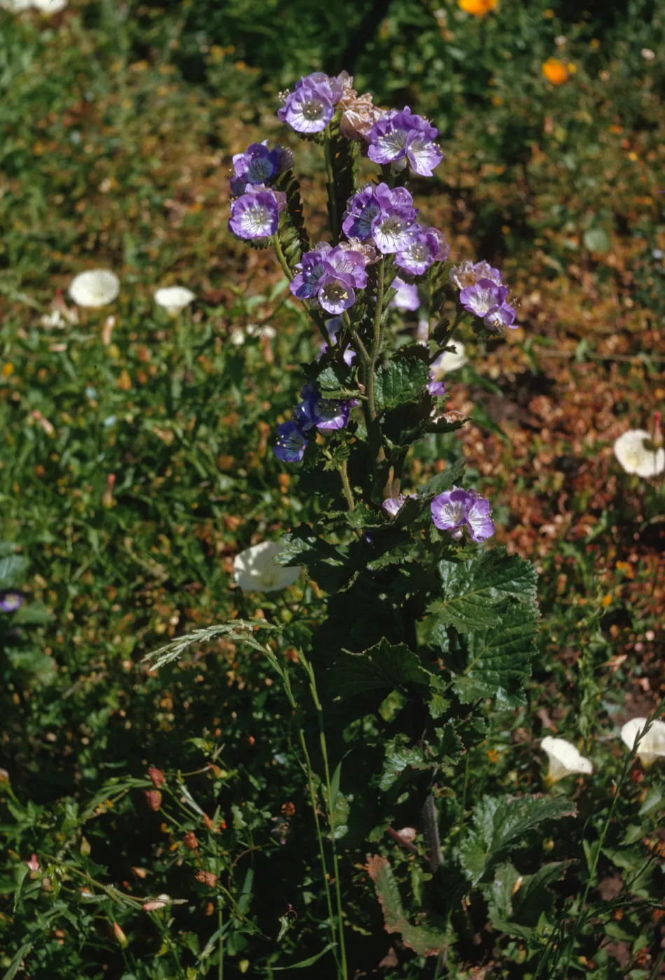 A plant with rough-edged, wrinkly leaves sporting several round flowers that are white at the center and purple at the edges grows tall above nearby low grasses and small, white flowers with fused petals.