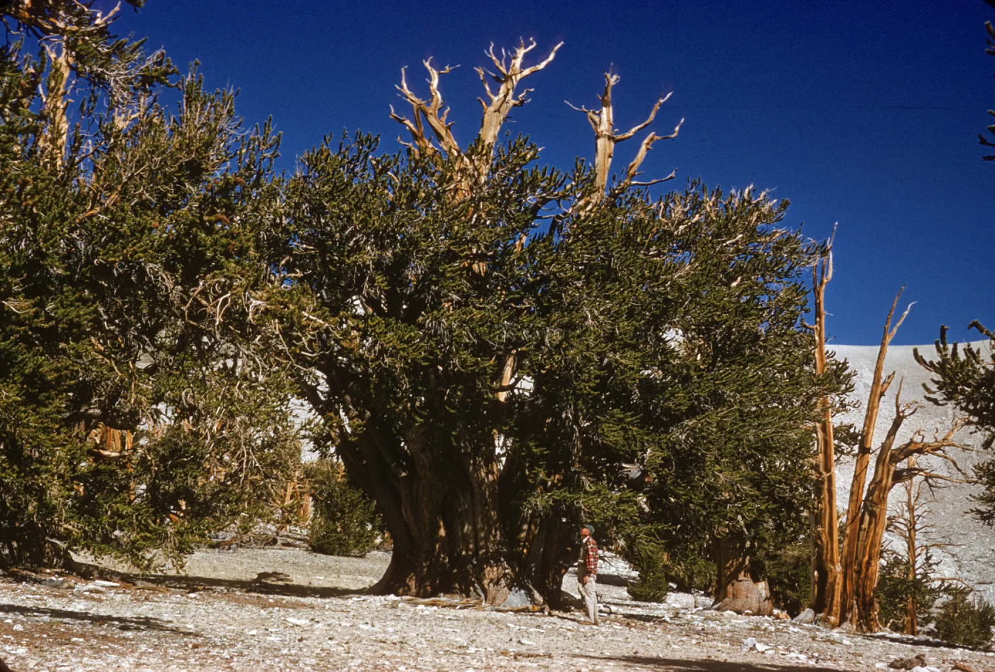 A man in red plaid stands in front of a wide and towering tree. The tree is has multiple trunks, two of which are gnarled and leafless, rising above branches laden with pine needles. 