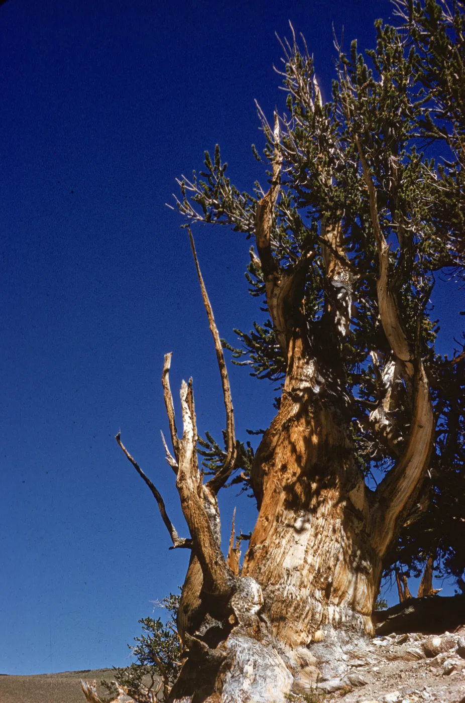A gnarled, leafless tree twists upward between branches of short pine needles.