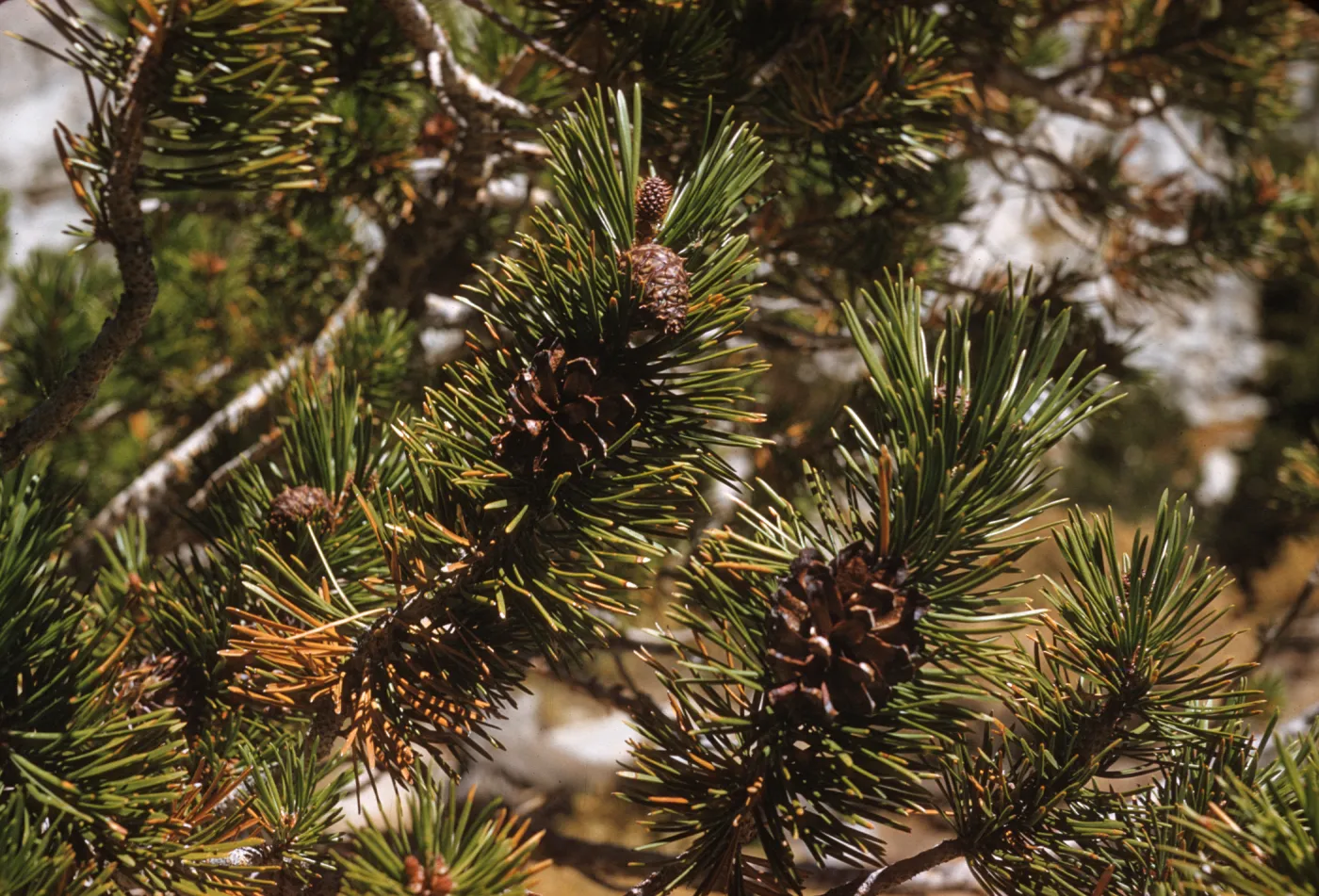 Short, narrow pine leaves grow conically around the ends of several branches. Small cones grow between the leaves.