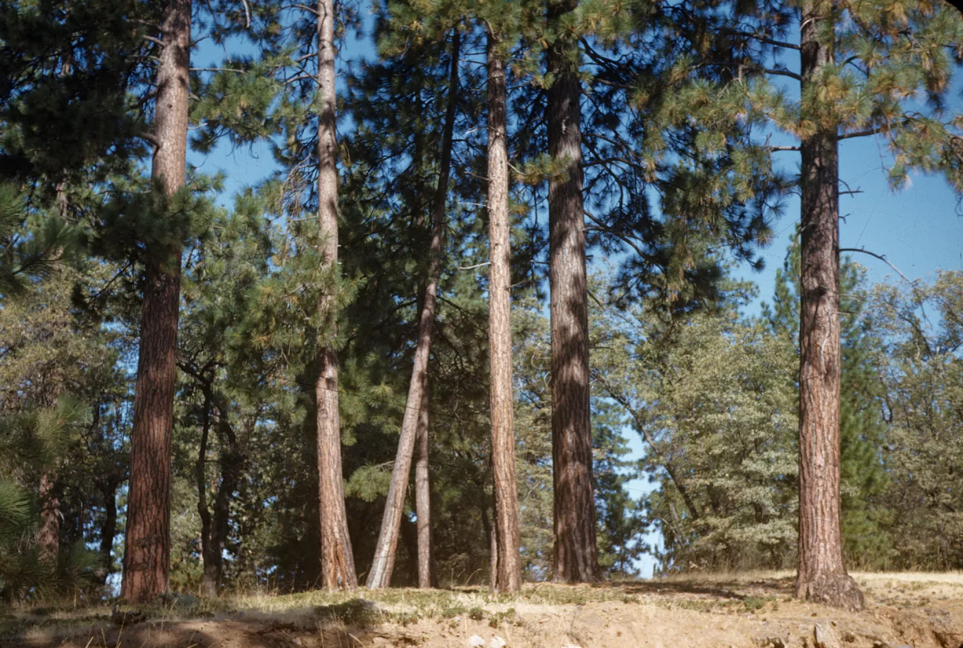 The limbless, lower trunks of several pine trees in an evergreen forest. 