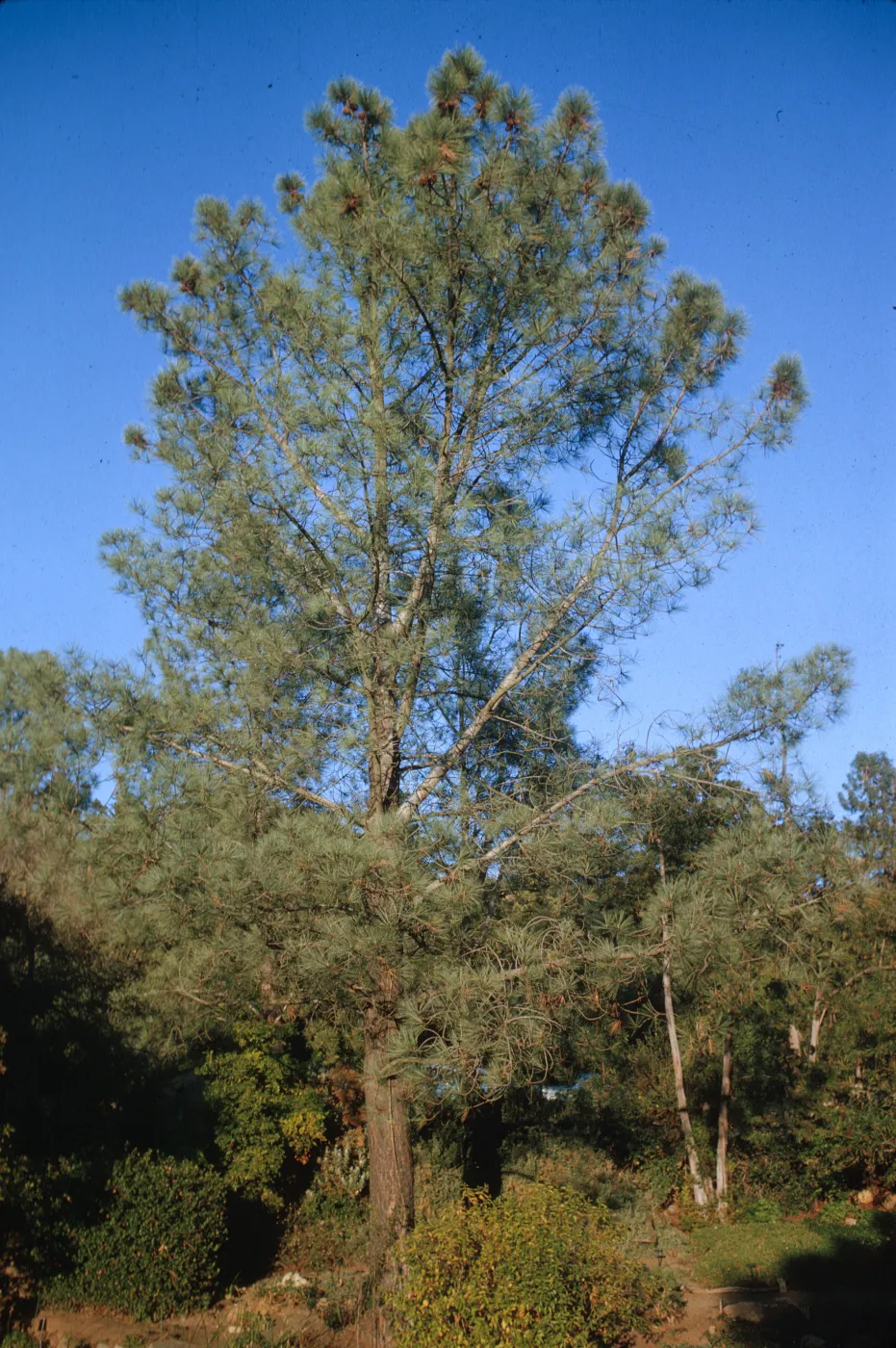 A tall pine tree towers above neighboring trees and bushes. Many pine cones are visible growing in the uppermost branches. 