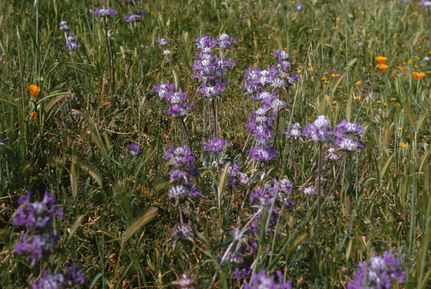Flowers with purple, feathery petals and large, white centers dotted with spikes grow atop long stems in a grassy field. 