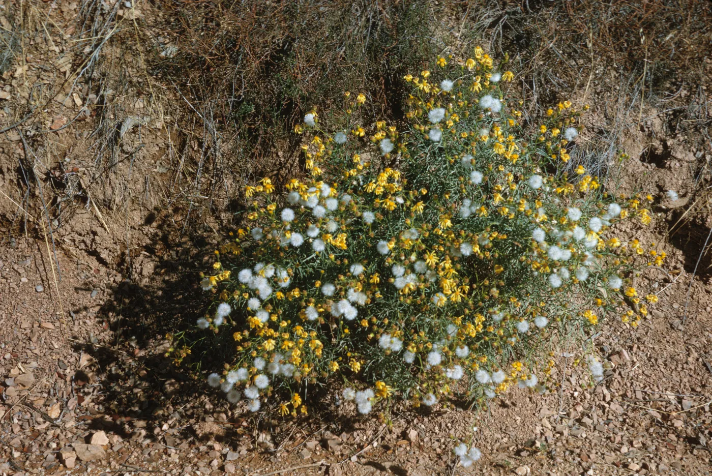 A bush with narrow leaves covered in a mix of narrow-petaled, yellow flowers and dandelion-like white puffballs grows at the edge of an embankment made of soil. 