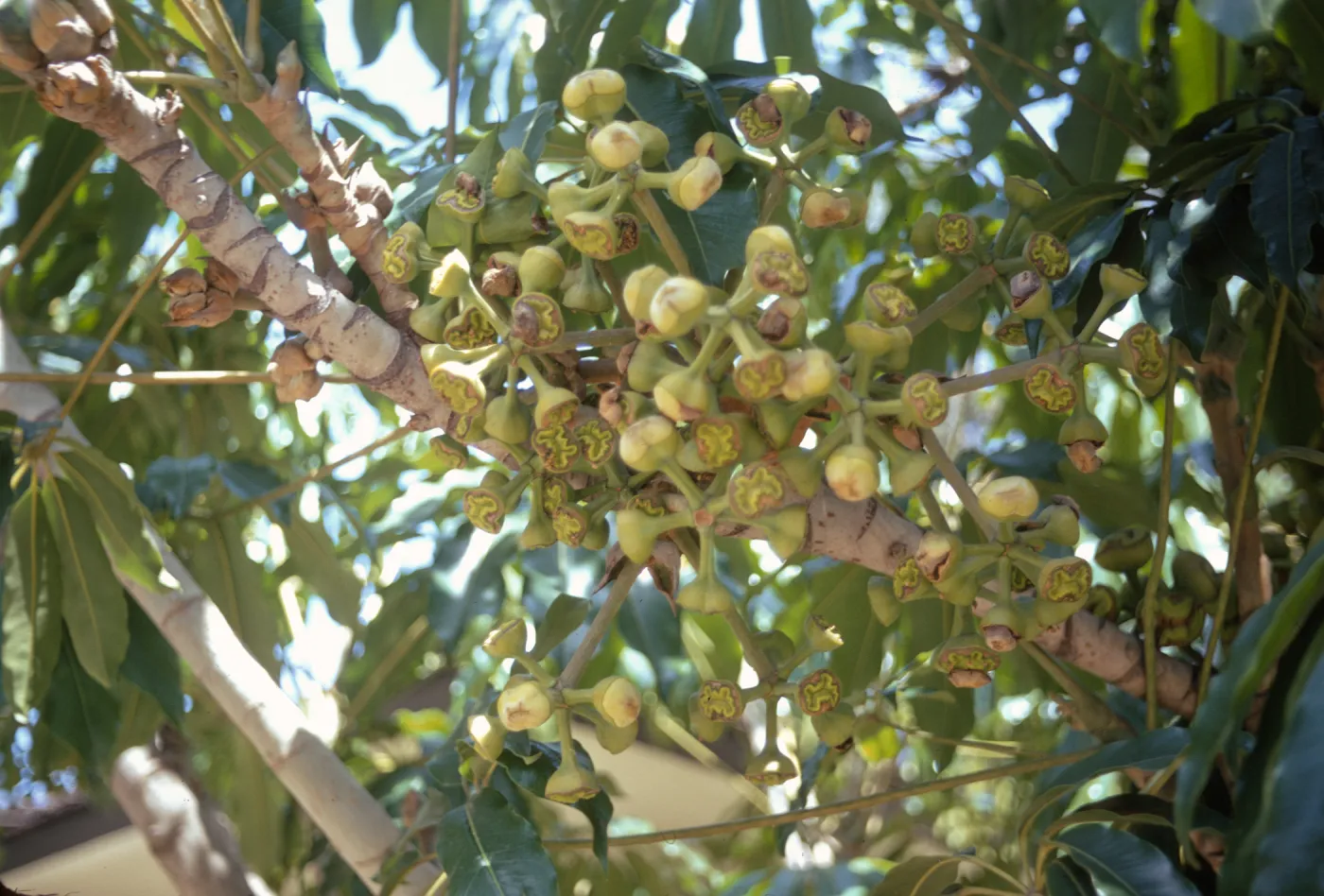 A large cluster of pale green, stalked buds with flat, green and brown, winkled faces grow on a pale, striped branch.