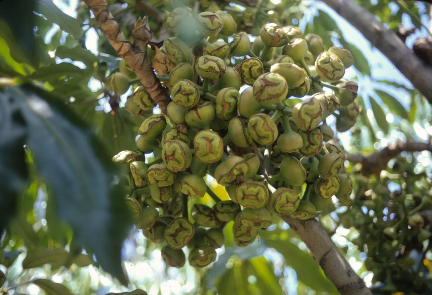 A large cluster of pale green, stalked buds with flat, green and brown, winkled faces grow on a pale, striped branch.