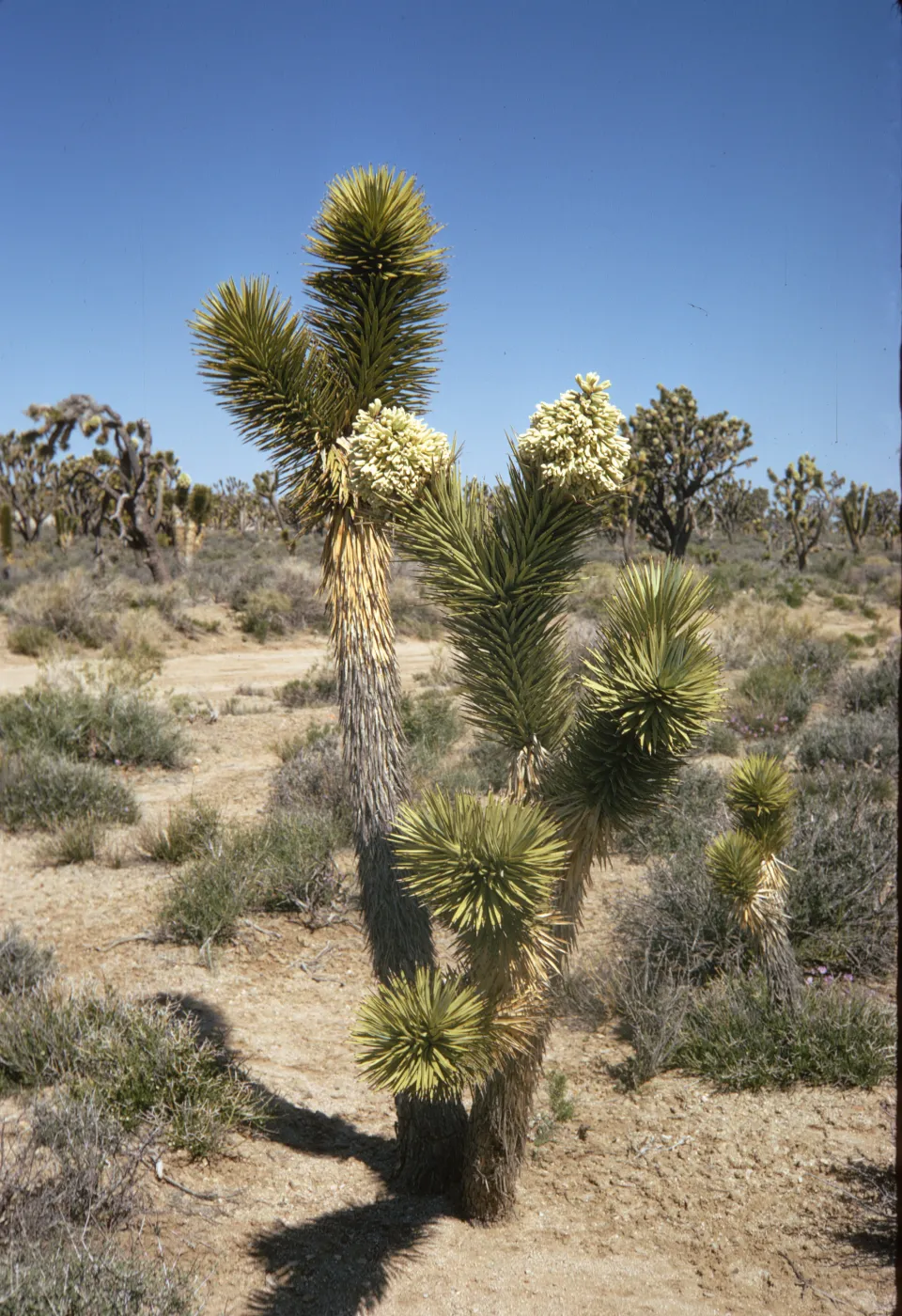 A split-trunked tree completely covered in interlocking, pointed, brown leaves. At the ends of each split in the tree, the leaves are stiff and green. Two trunks end in large clusters of cylindrical, off-white flowers.
