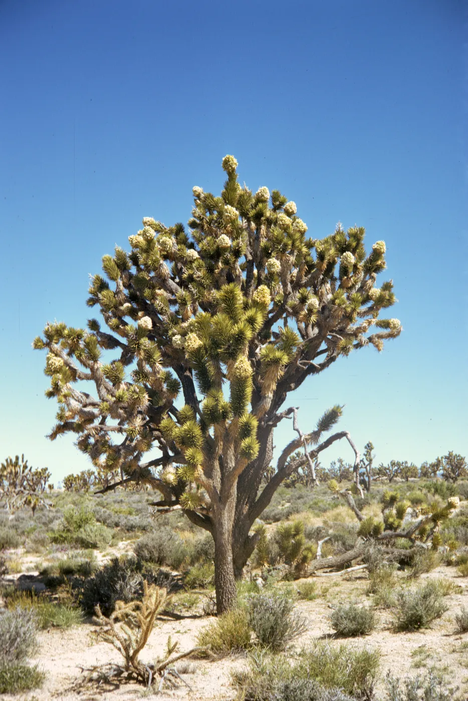 A large, split-trunked tree completely covered in interlocking, pointed, brown leaves. At the ends of each trunk, the leaves are stiff and green. Several trunks end in large clusters of cylindrical, off-white flowers.