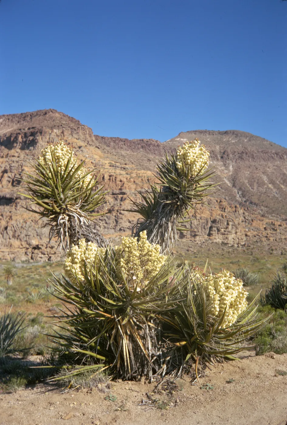 A large plant consisting five rosettes, three low to the ground and 2 on tall trunks, of stiff, each consisting of of long, stiff, pointed, leaves around a large, central cluster of off-white flowers. 