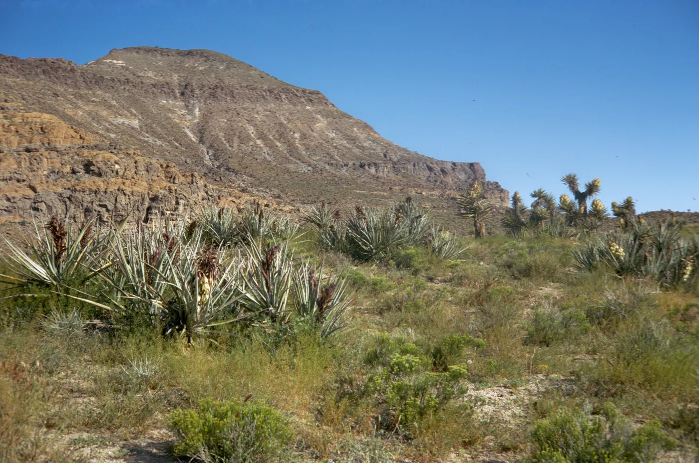 An desert covered in low grasses at the base of a stepped mountain. The desert is dotted with large plants with tall, stiff upward pointed narrow leaves around a brown central stalk. 