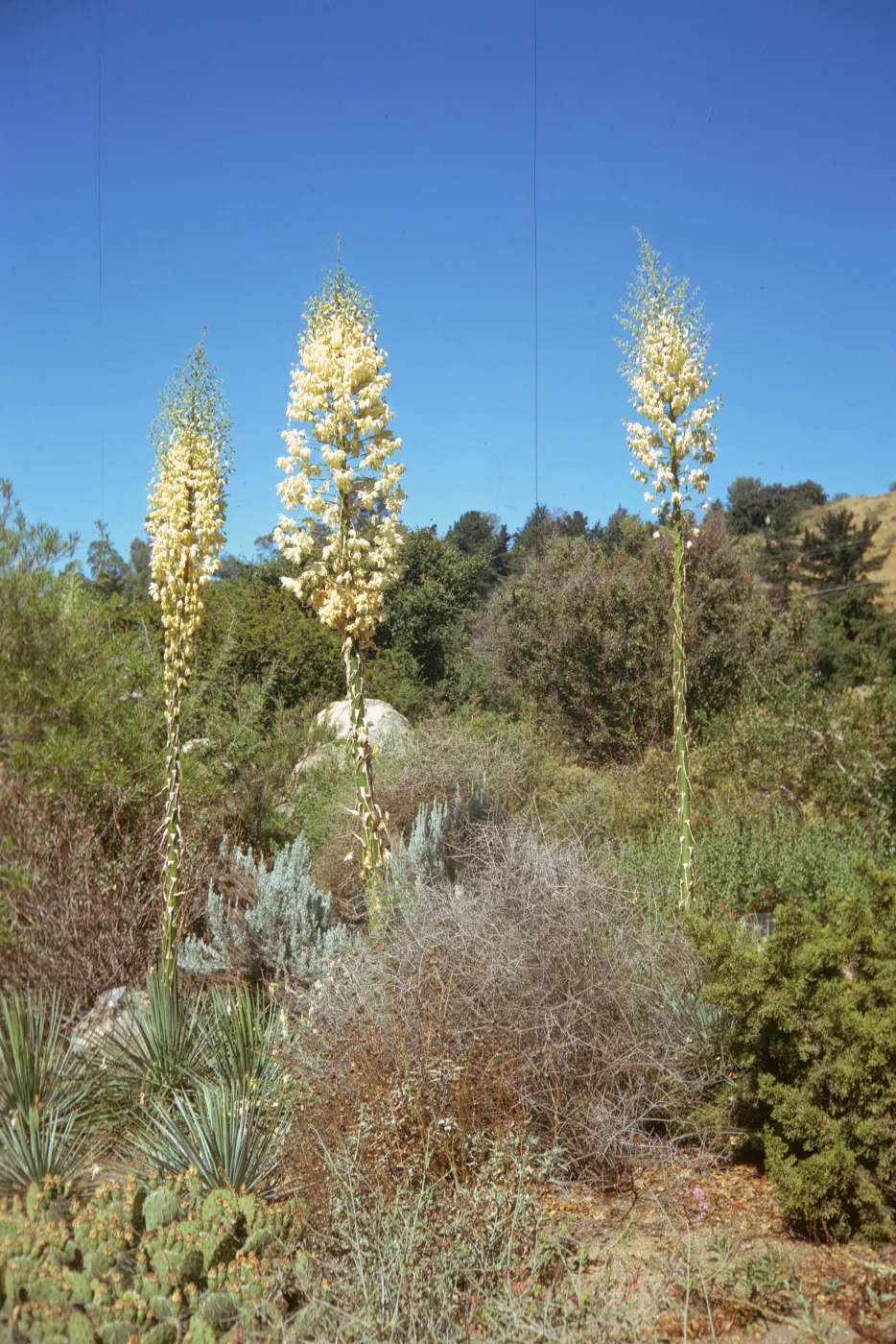Three tall, green stalks topped with huge conical clusters of white flowers grow above an assessment of bushes and cacti. 