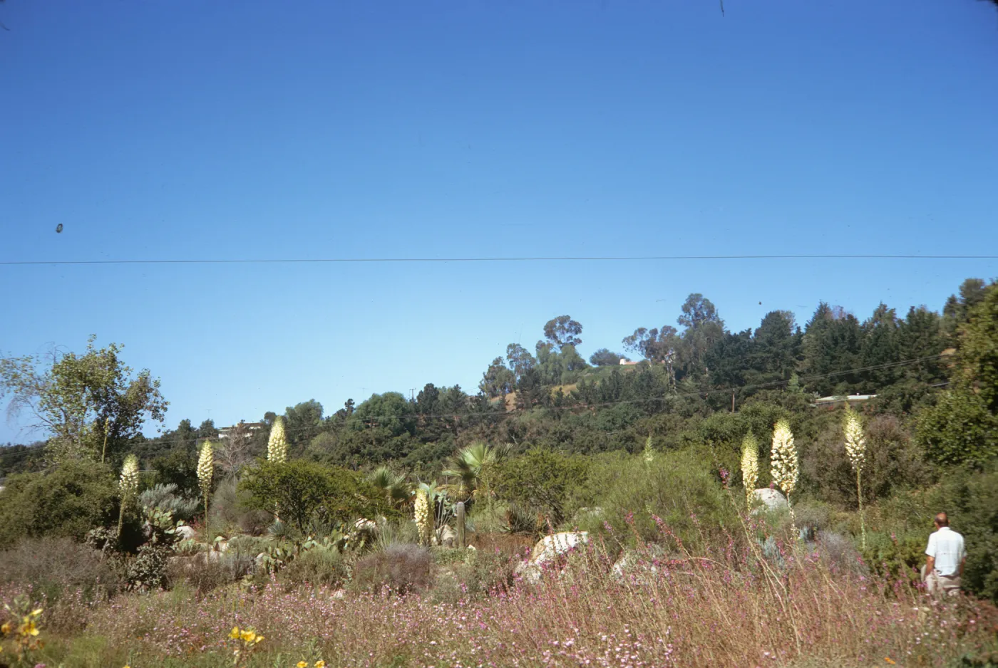A balding man in white walks among green bushes, purple flowers, and tall stalks topped with large clusters of white flowers. 