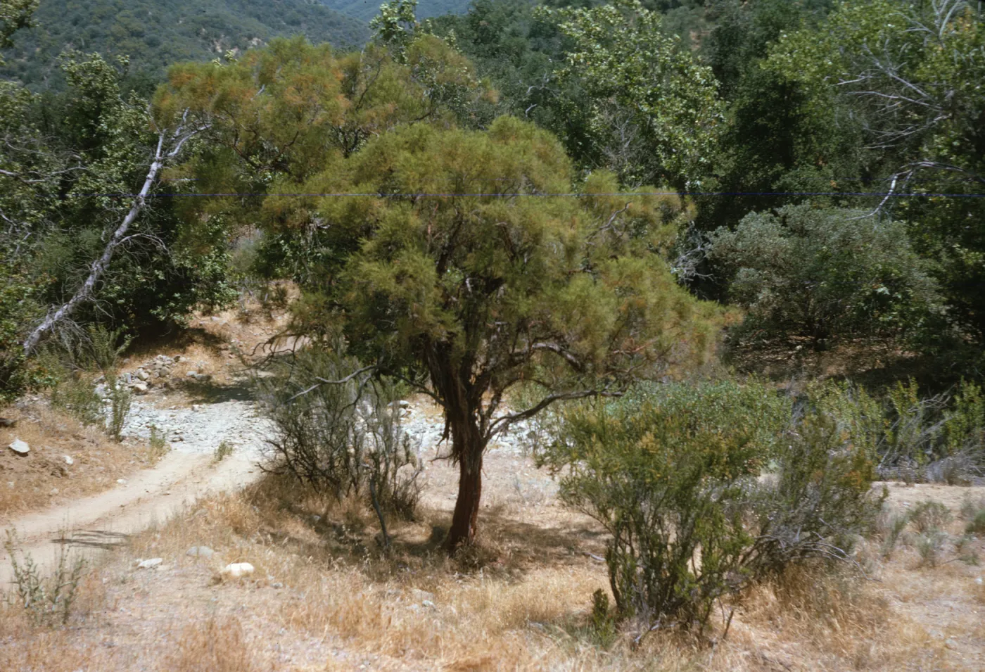 A tree with shaggy bark and a canopy of feathery leaves grows next to a gravel path at the edge of a forest.