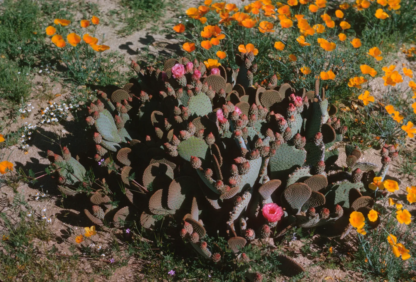 A cactus with many round flat lobes surrounded with yellow-orange, cup shaped flowers. Several round, bright pink flowers bloom on the edges for the cactus. 