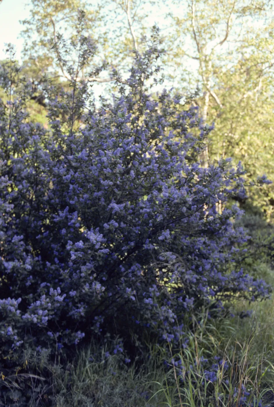 A bush completely covered in small, conical clusters of lilac flowers. 