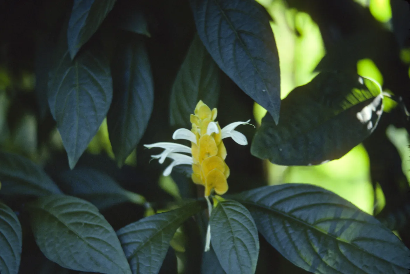 A single flower with overlapping, arrowhead shaped yellow petals forming an upward-pointed cone grows among dark green leaves.. Several long, white, petals emerge from between the yellow petals. 