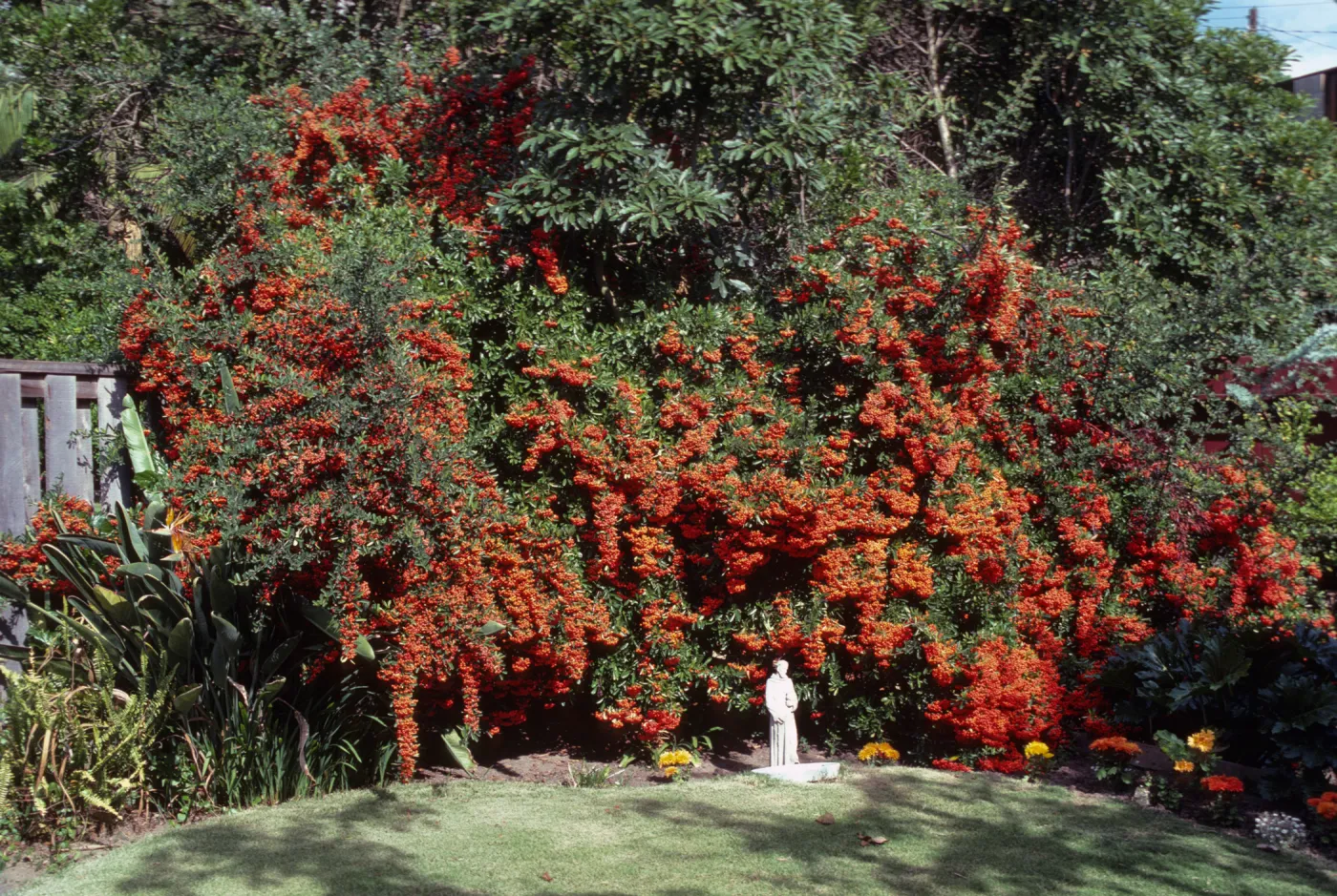 A huge bush drooping with the weight of many small, bright red fruits grows in the corner of a garden among other plants and flowers. A statue of a person in a long robe stands in bright sunlight in front of the bush.  