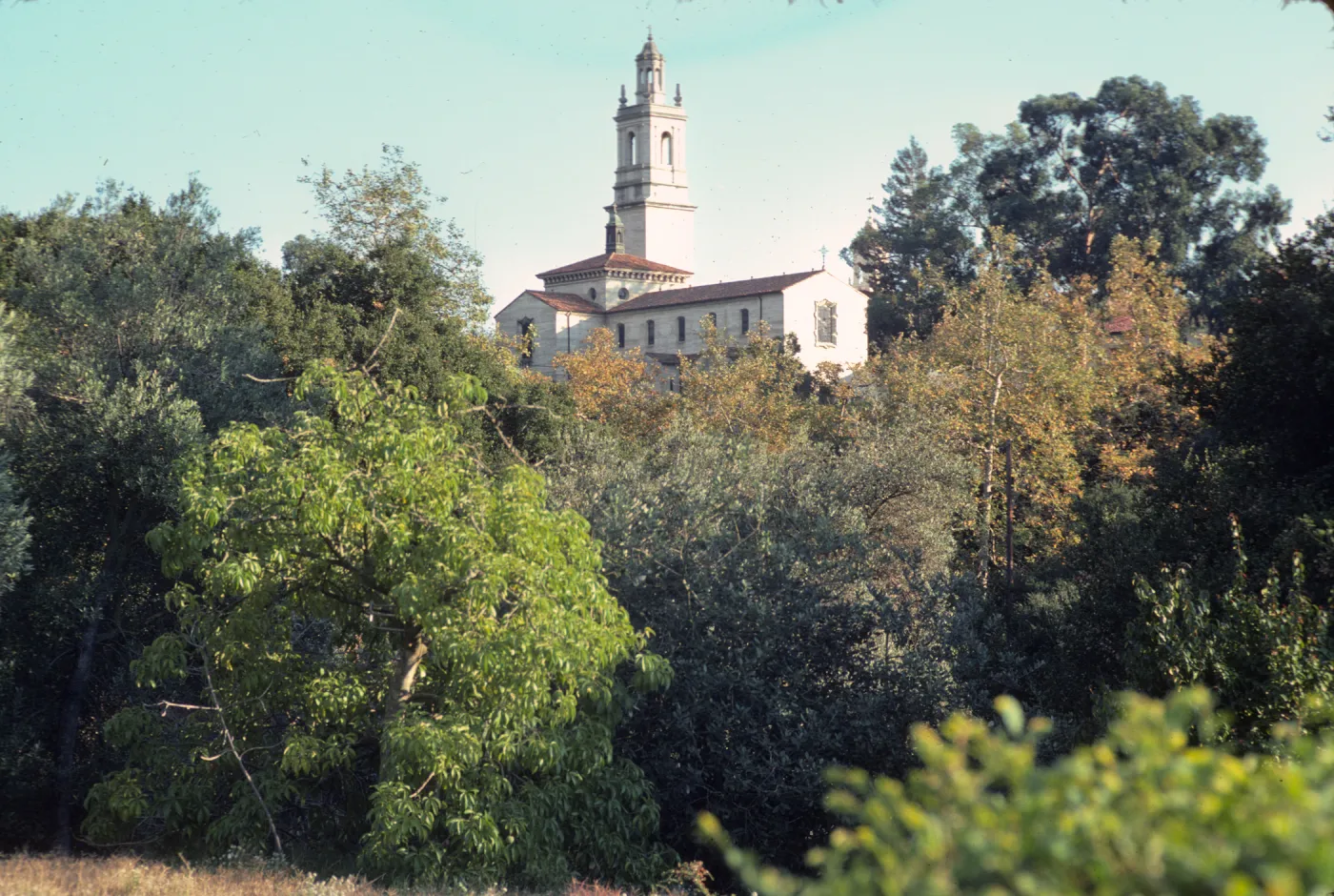 A white, L-shaped church building with a square tower is visible above a thick line of trees. 