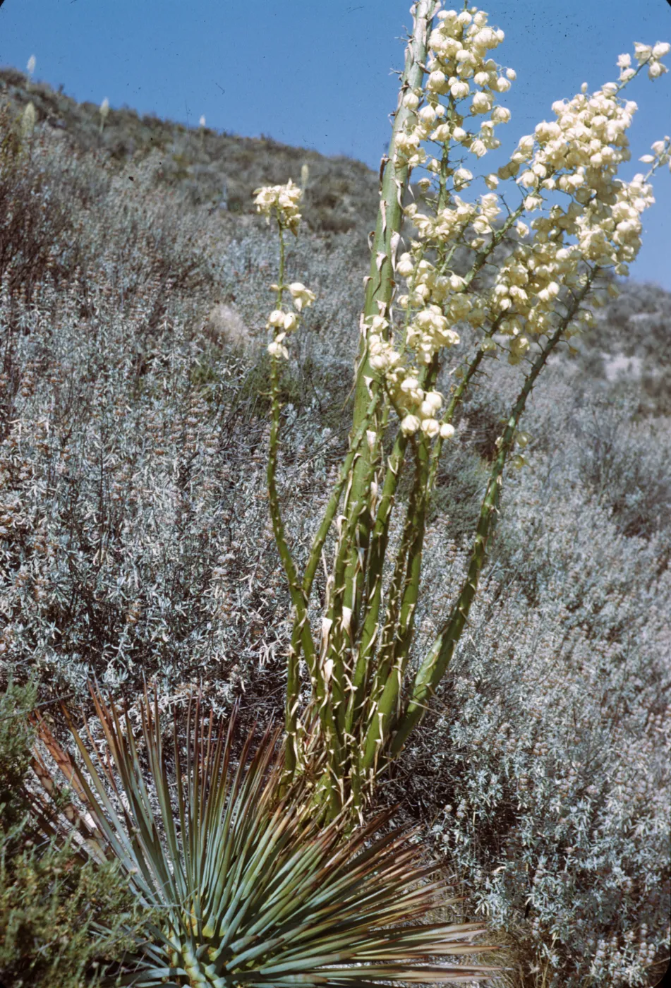 Several vertical, green stalks dotted with long, limp, pointy protrusions and topped with clusters of off-white, round flowers grow in a field of white-green grasses. 